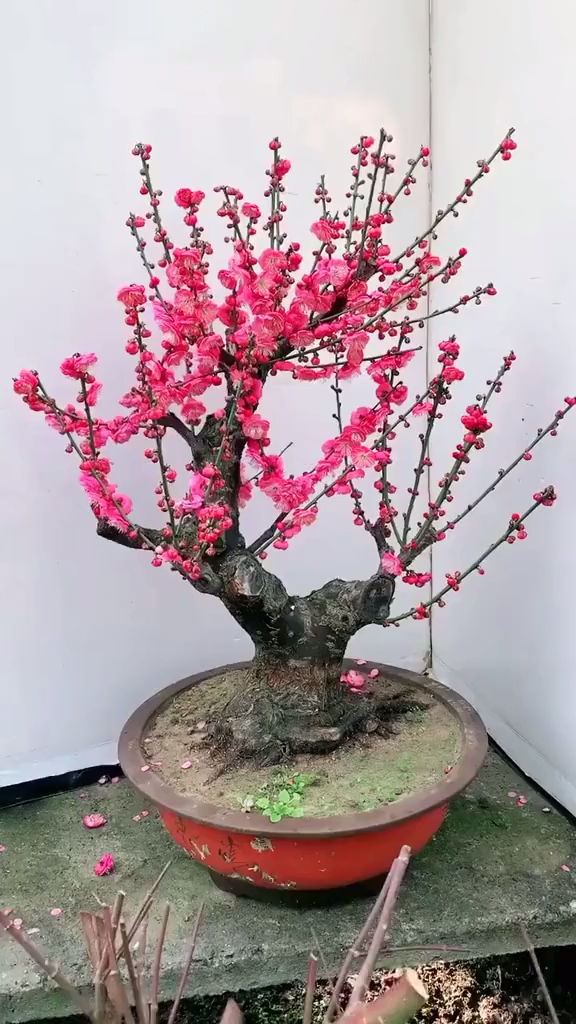 这盆老桩红梅怎样