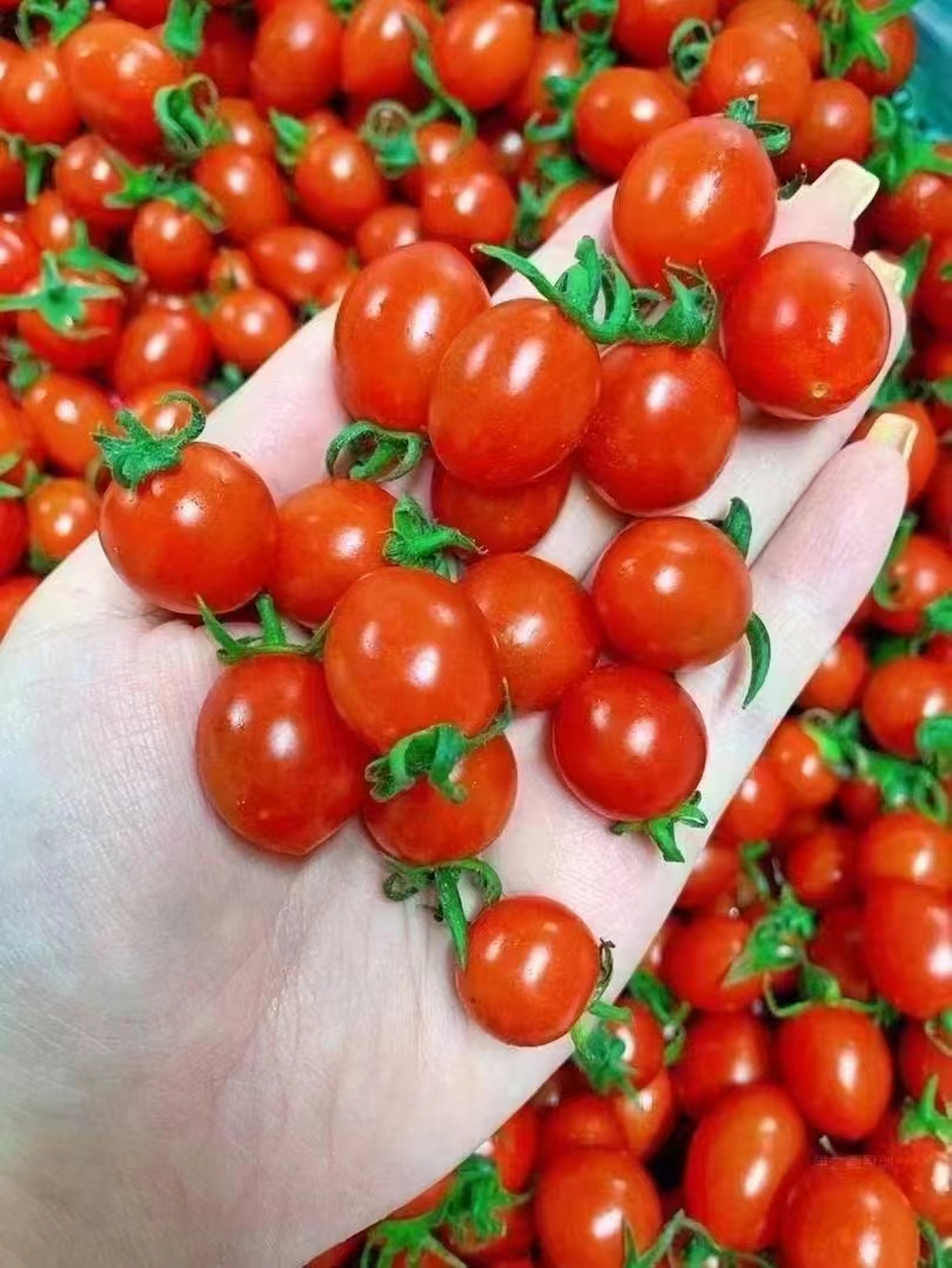 冬天的寒风中,一颗千禧番茄犹如小小的灯笼,在冷风中摇曳生姿.