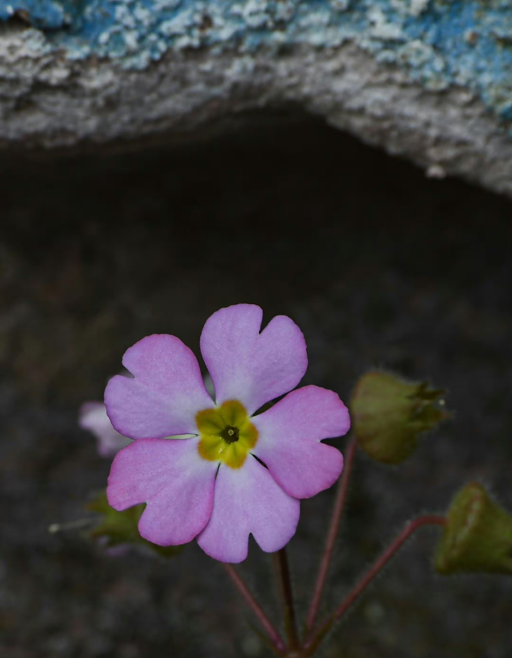 藏报春 primula sinensis 报春花科 报春花属 67.