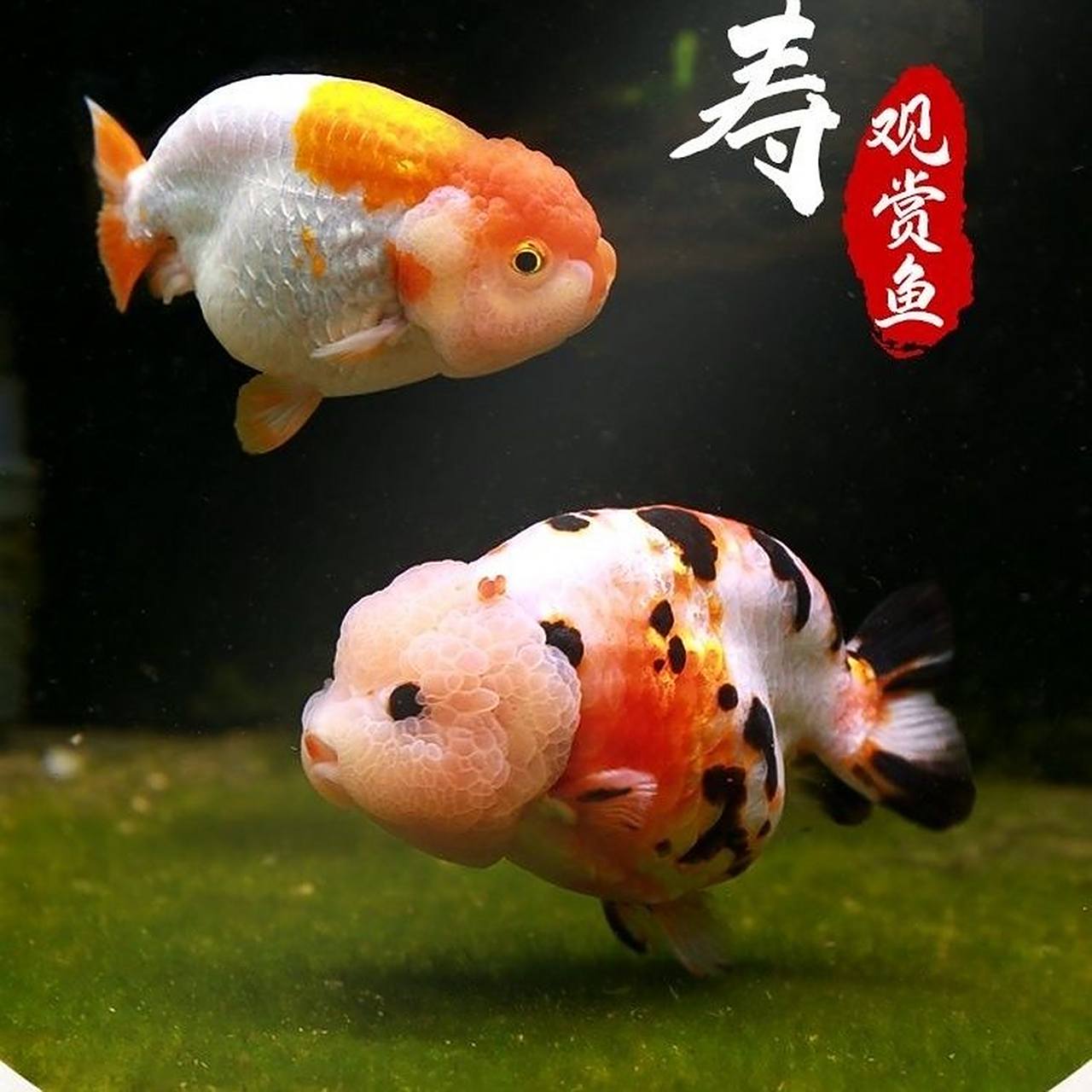 兰寿金鱼#观赏鱼