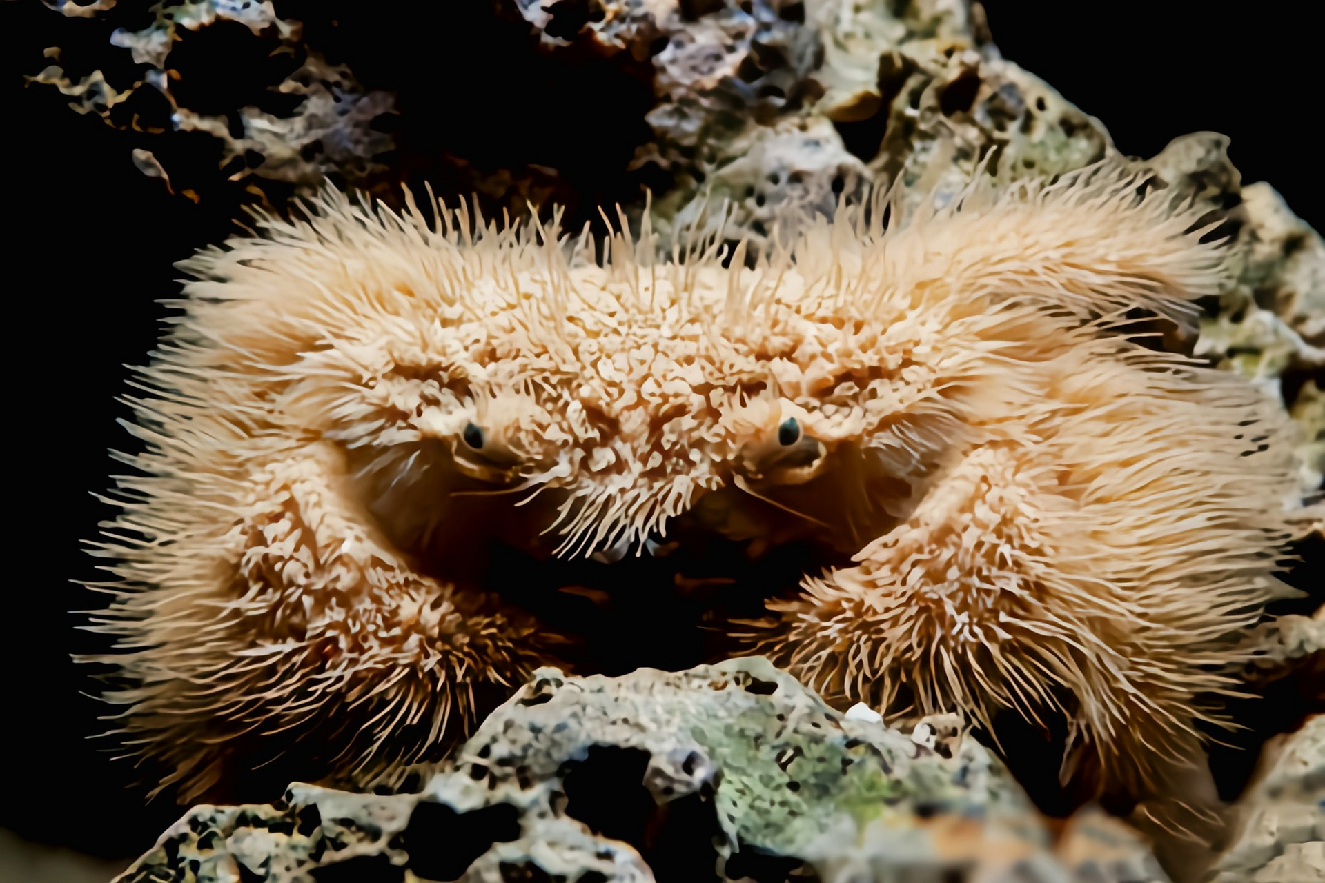 每天认识一种动物——蝙蝠毛刺蟹 蝙蝠毛刺蟹原产印度洋,红海及非洲