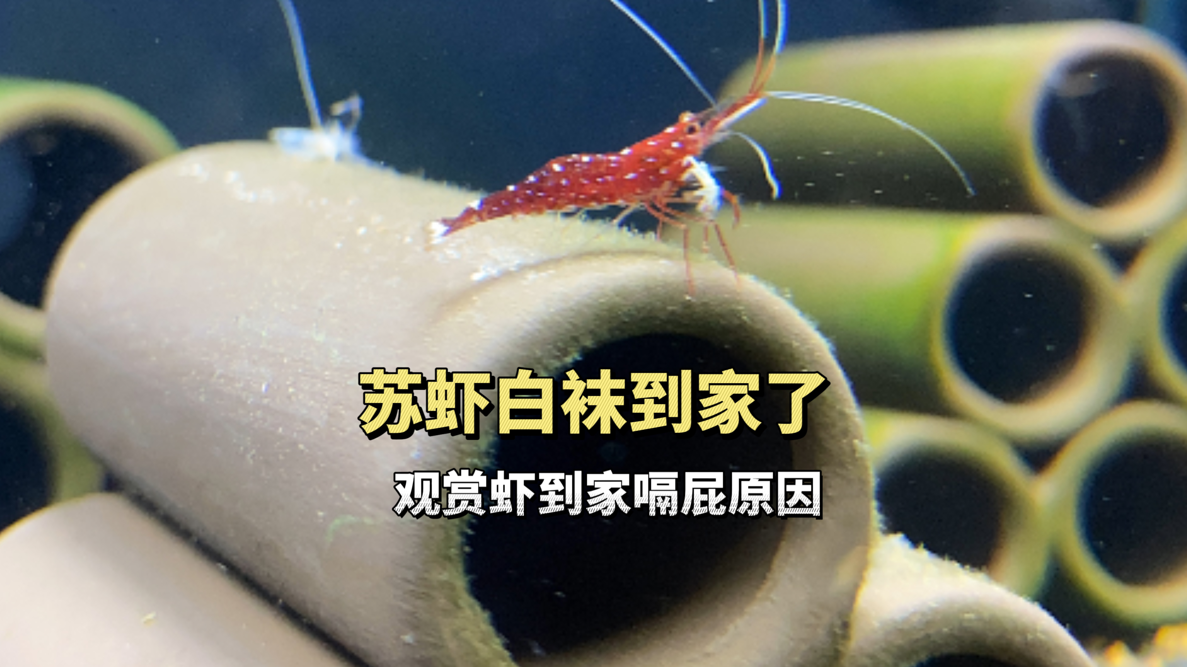 观赏虾到家就嗝屁的原因,苏虾白袜到家了