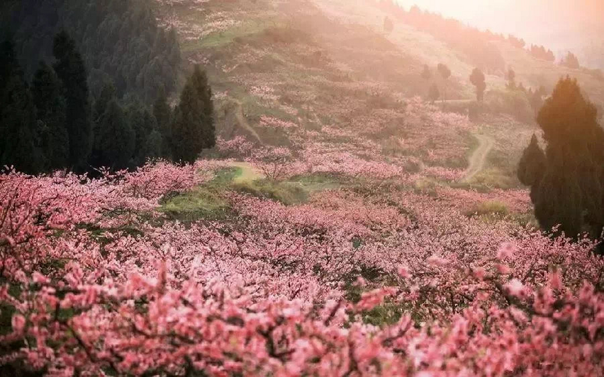 龙泉桃花沟图片