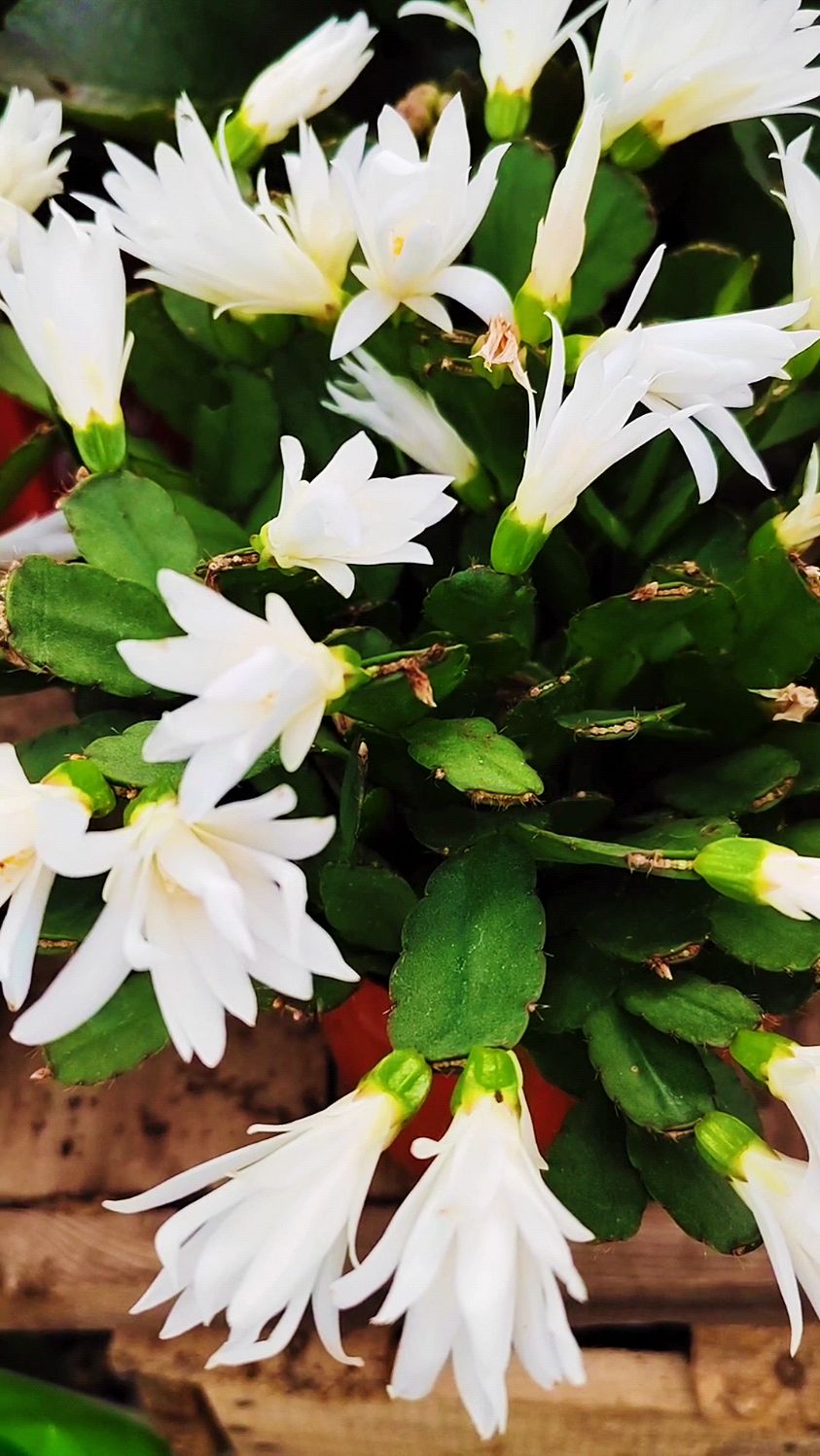 夏季怎么给假昙花浇水?