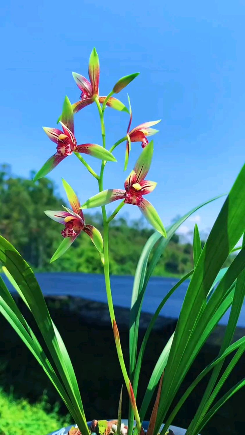 建蘭小國魂,一年開2-3次花