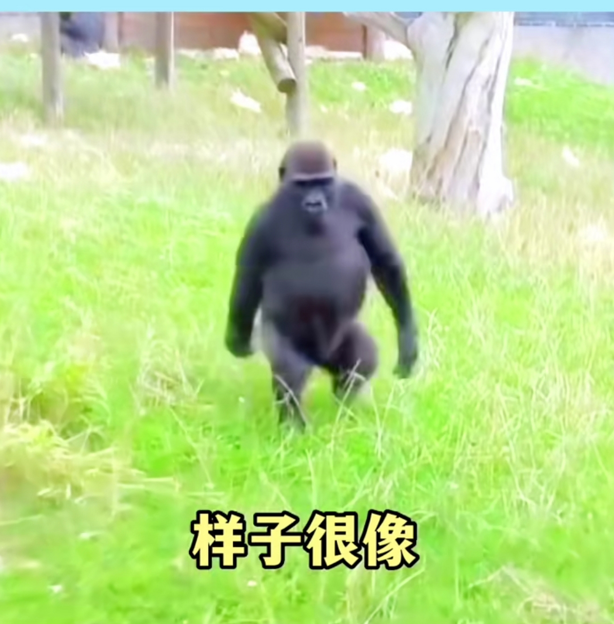 那天我遇到一个很像你的人,样子很像,走路很像,我知道不是你,可是我看
