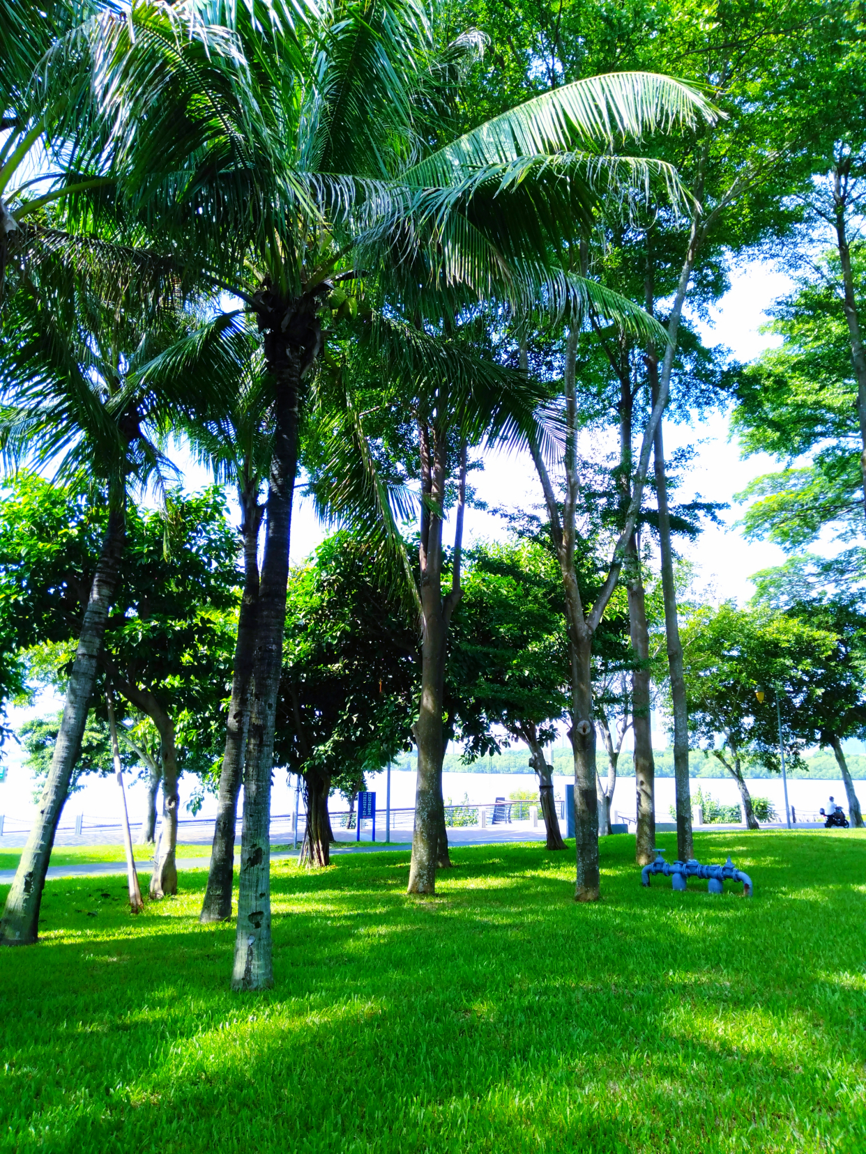 游深圳湾公园