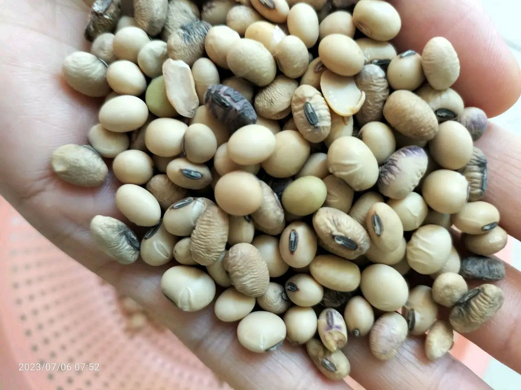 最近都在说转基因,看看,这个才是真正非转基因大豆,我妈种的笨黄豆长