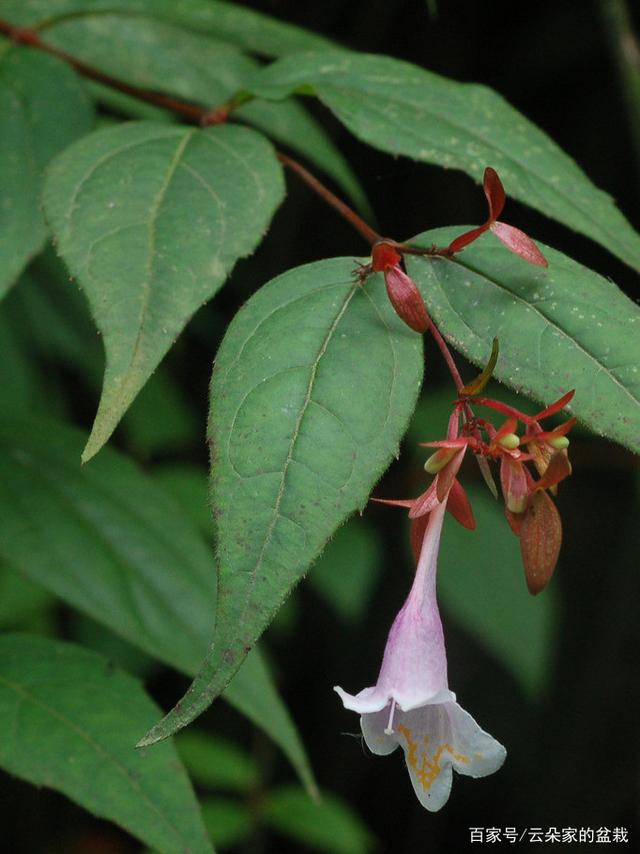 这东西,人称"神仙叶",连猪都不吃,却在夏天备受热捧,神奇!