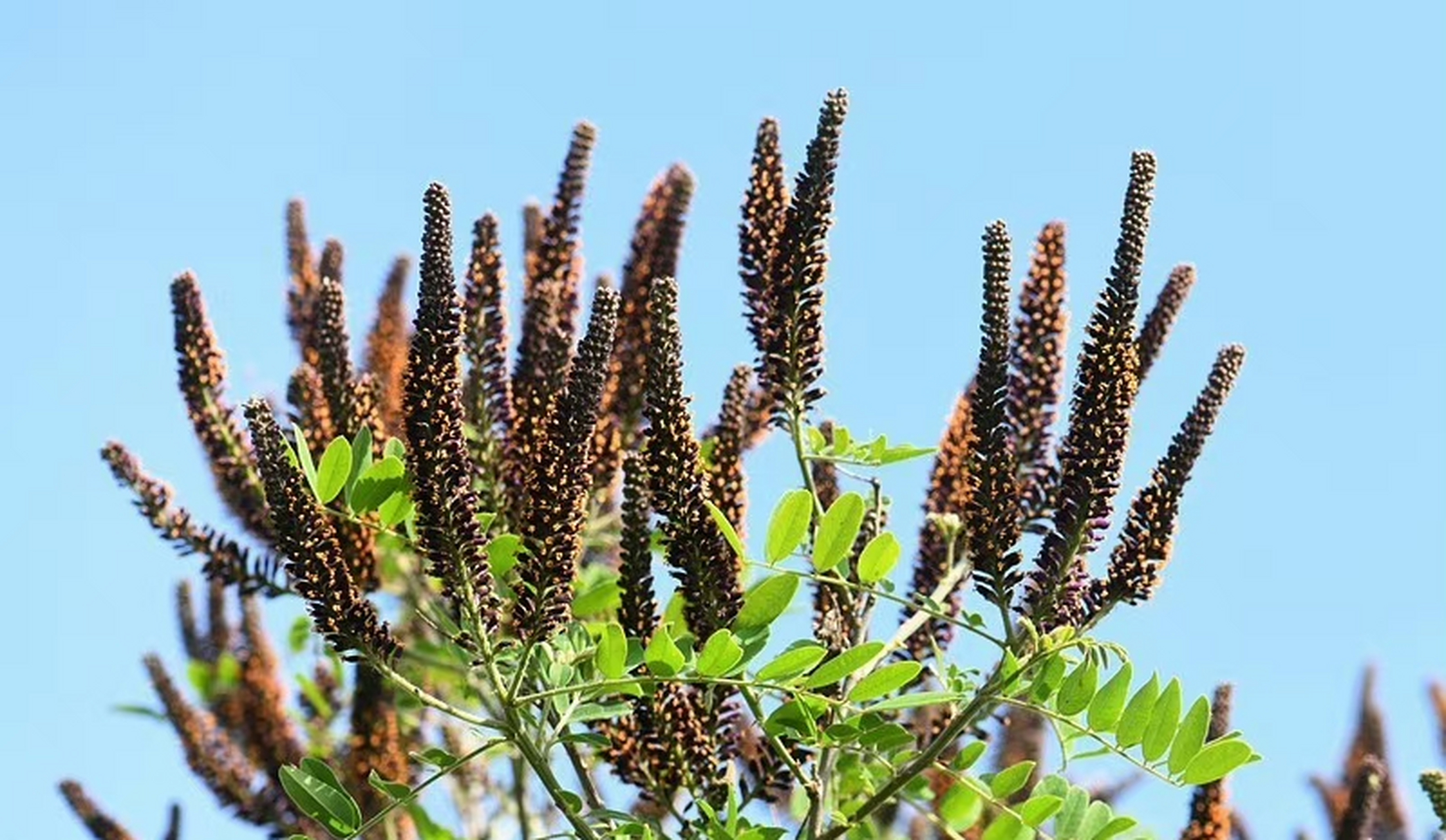 紫穗槐(amorpha fruticosa),豆科紫穗槐属.摄于山东东营. 67