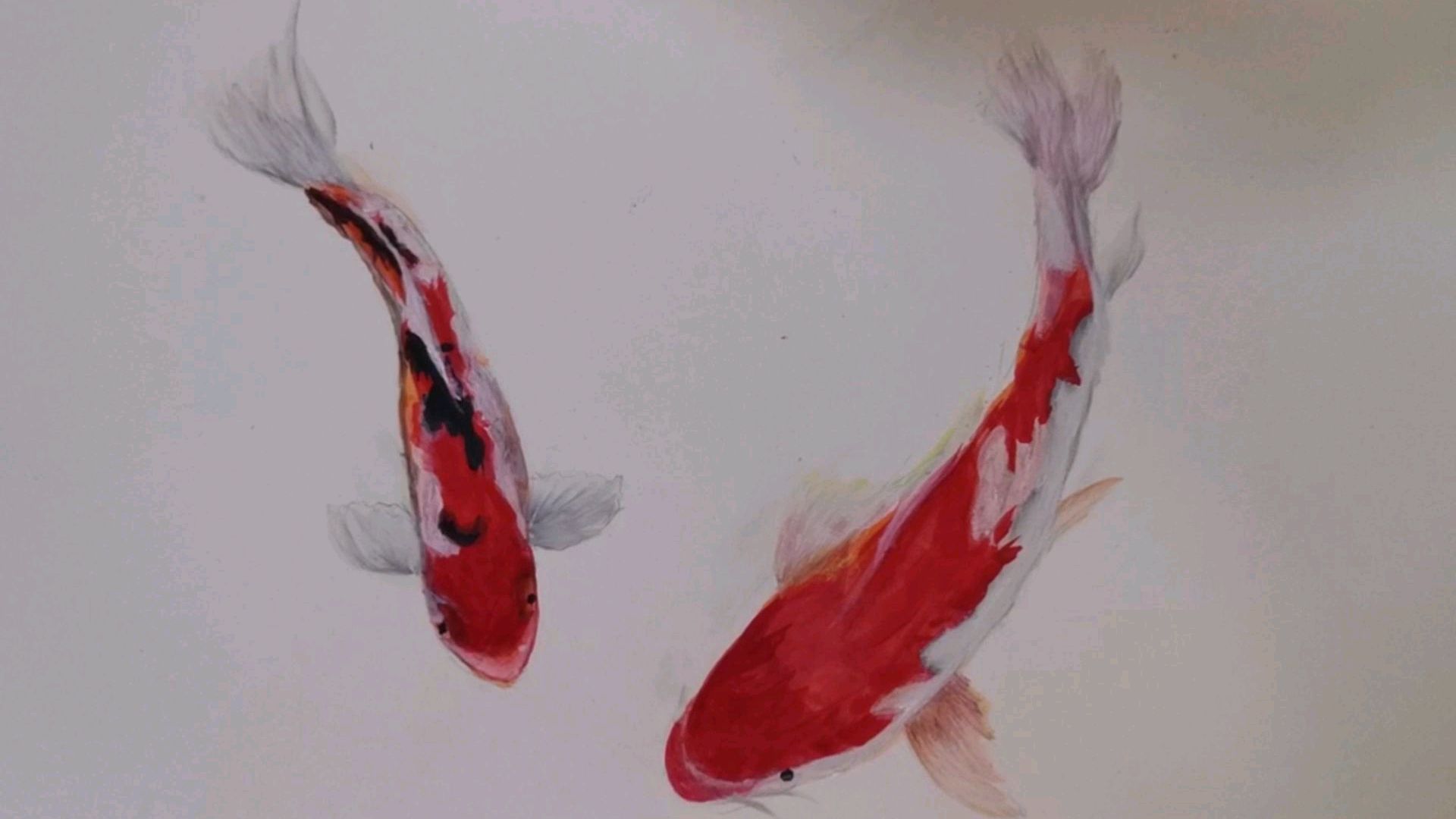 日常画画练习:排笔画锦鲤鱼