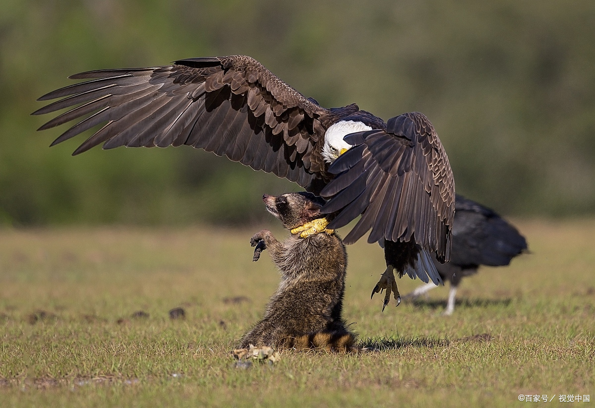 老鹰的谋略,是逮住目标,便不