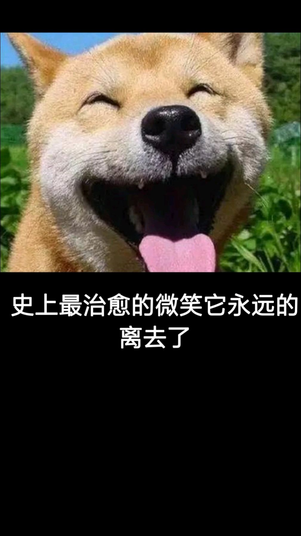 再见北登,最治愈的微笑