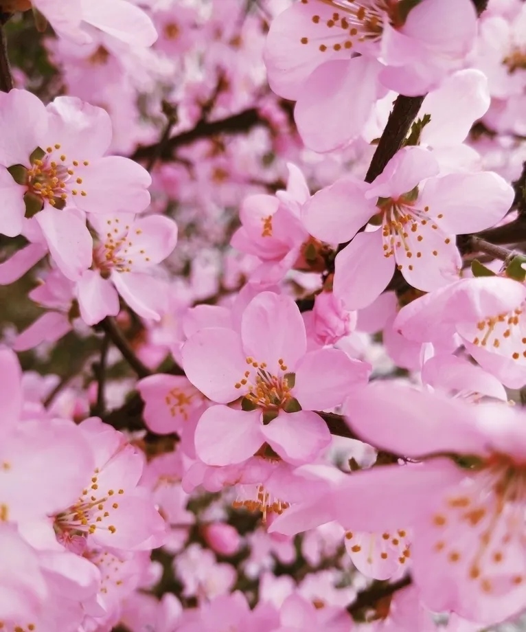 花開花謝花飛花滿天