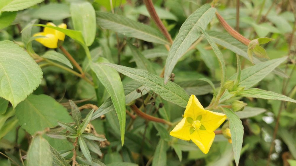 献百花(46):毛龙草花