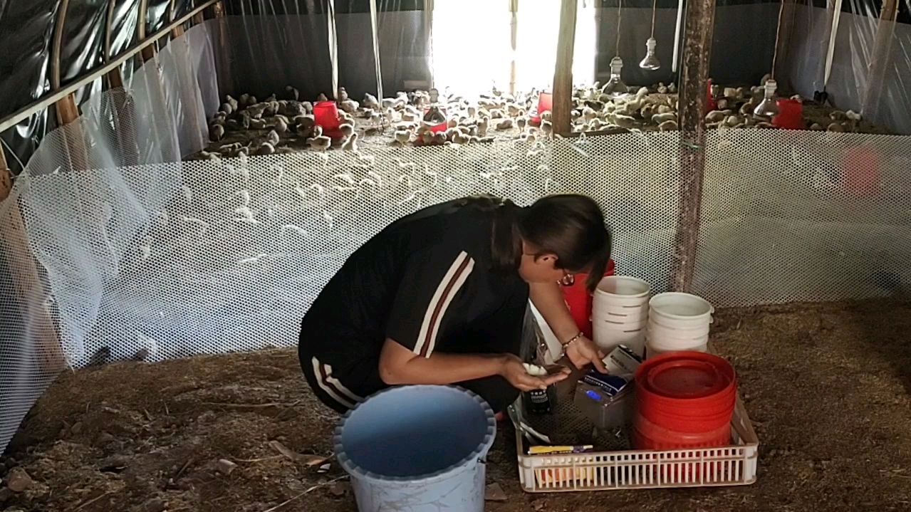 农村创业养跑山鸡,小鸡今天第十三天,小鸡应该怎么喂