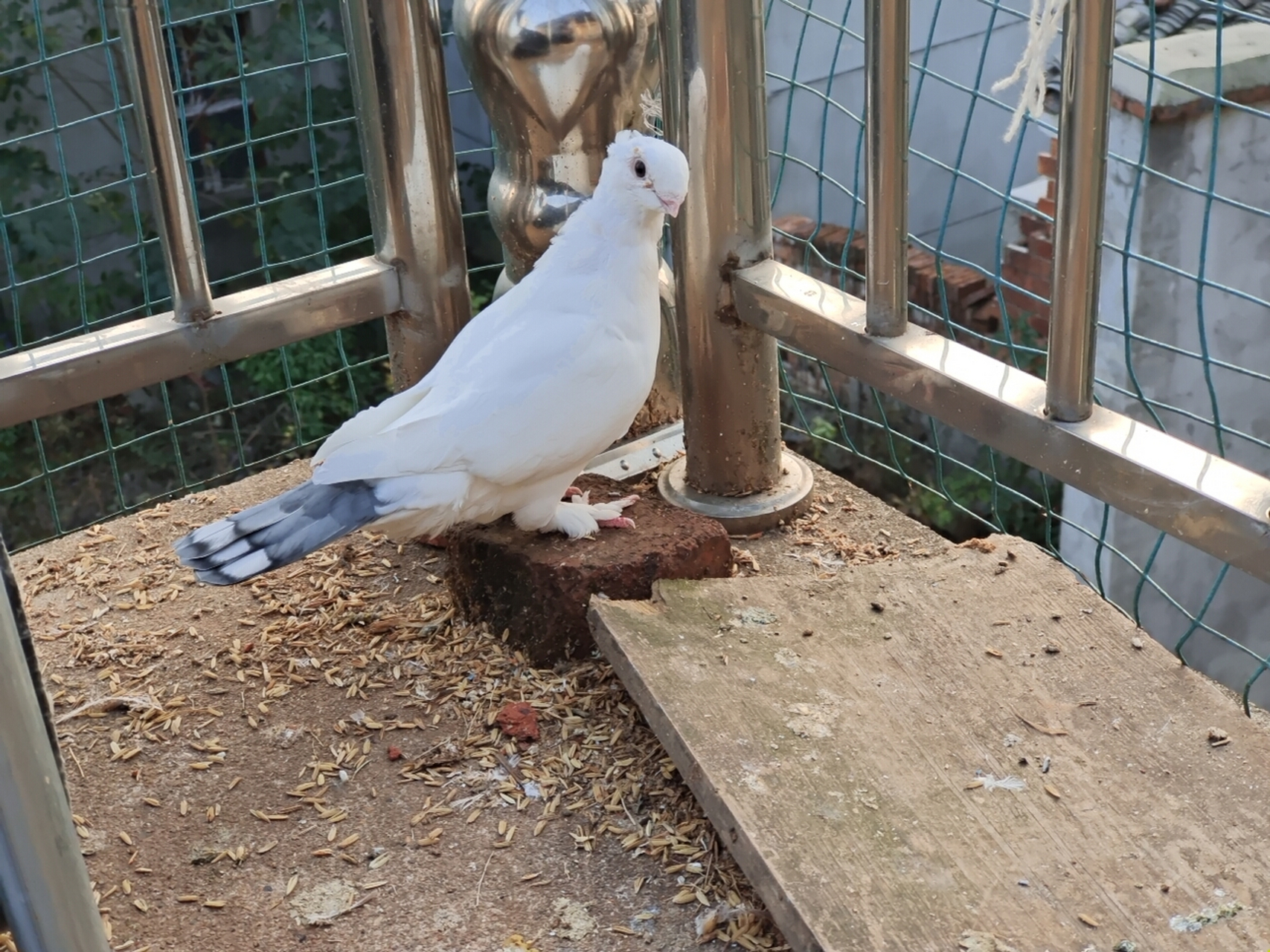 花色淑女鸽子,出售一对!