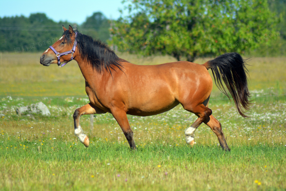 马前戏言,惹出祸端