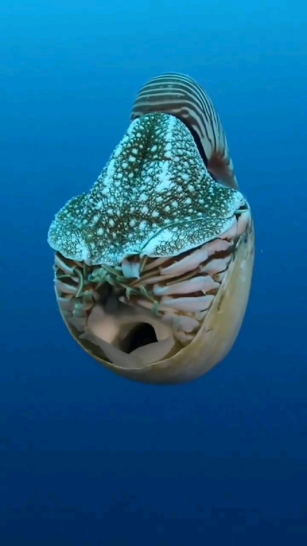 直壳鹦鹉螺有多大图片