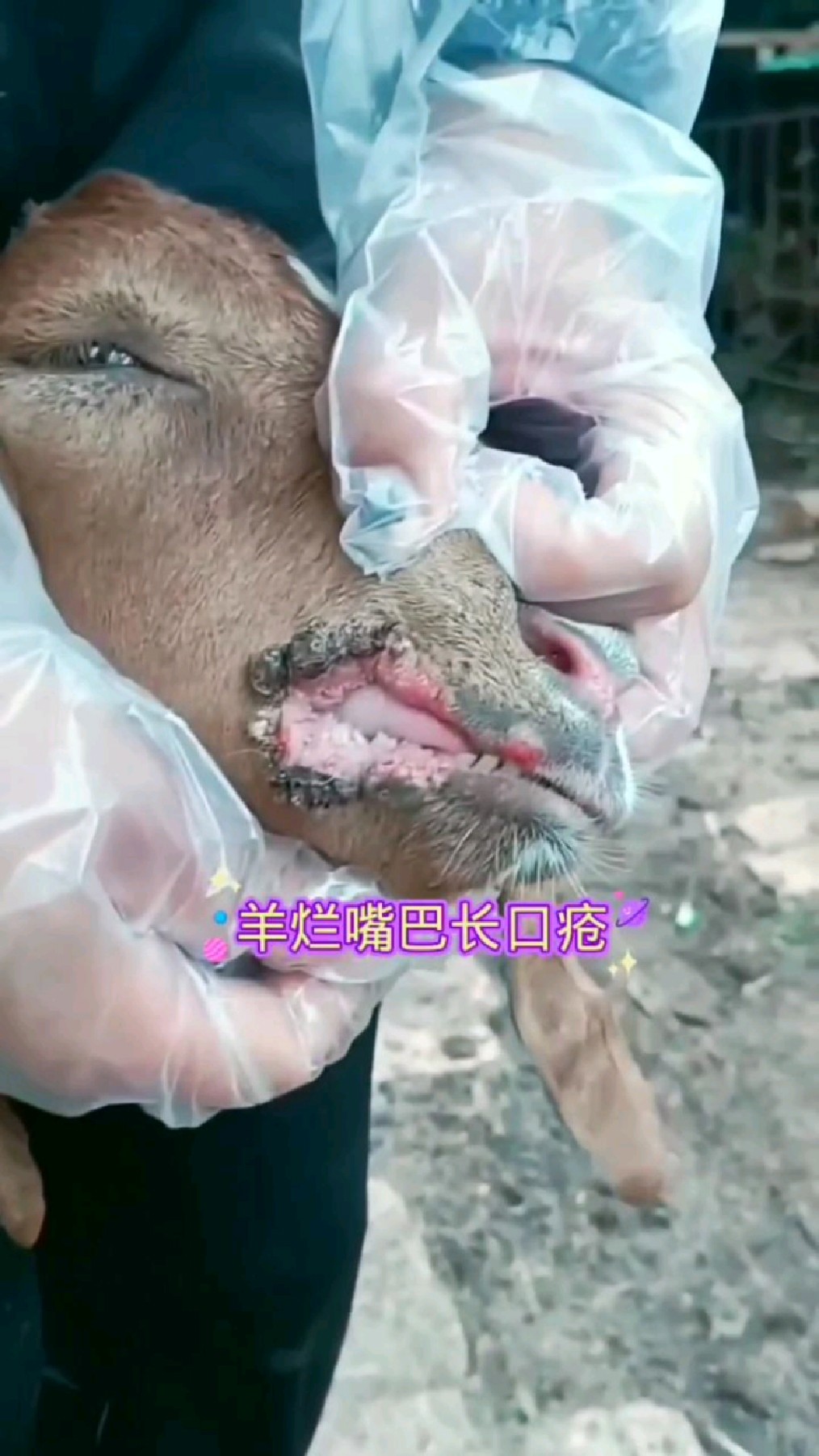 羊烂嘴巴,长口疮,一喷立消