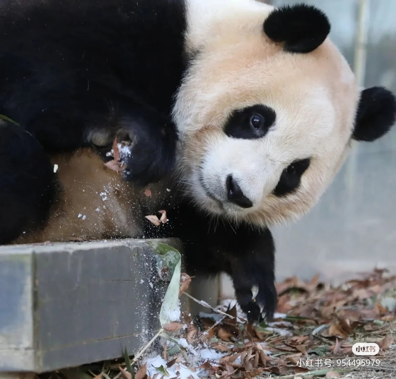 熊猫眼镜好像会说话