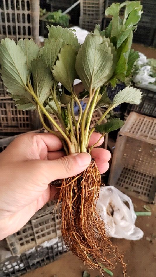 大叶红颜九九草莓苗,根系比苗子长!-度小视