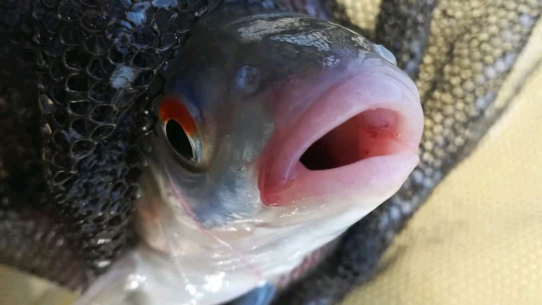 路亚、台钓、传统钓都能钓上的野生红眼鳟,群聚猎食真疯狂