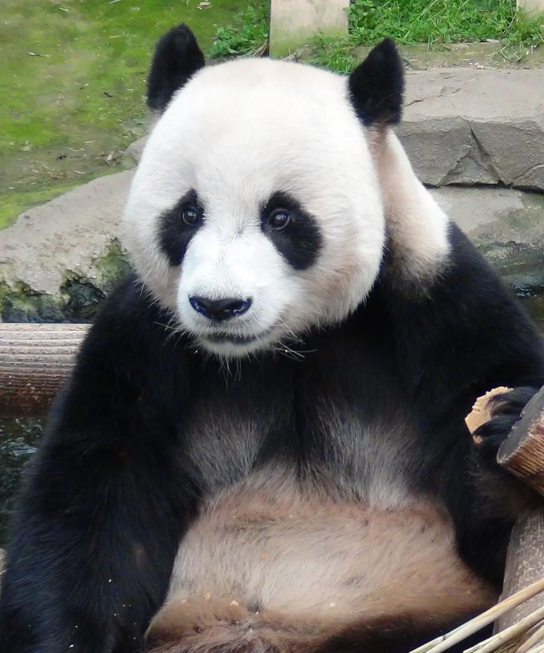 乐宝才是猫生赢家#  乐宝是最坚强最乐观爱笑的熊猫!