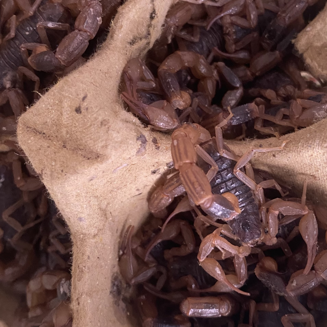 夏日炎炎,又到了晚上抓野生土蝎子的时间