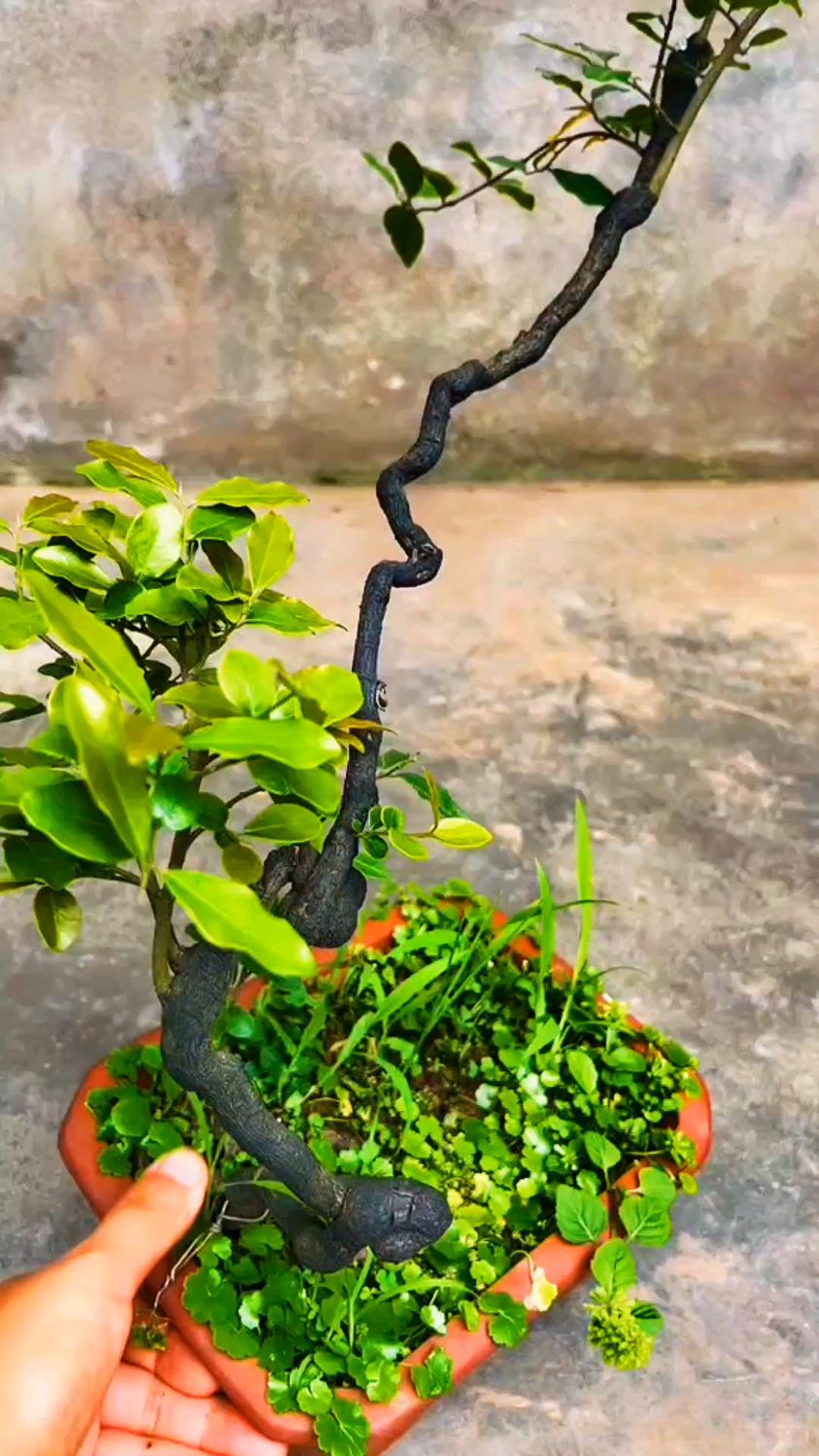 金弹子阴芽,原生母桩,可遇而不可求-度小视