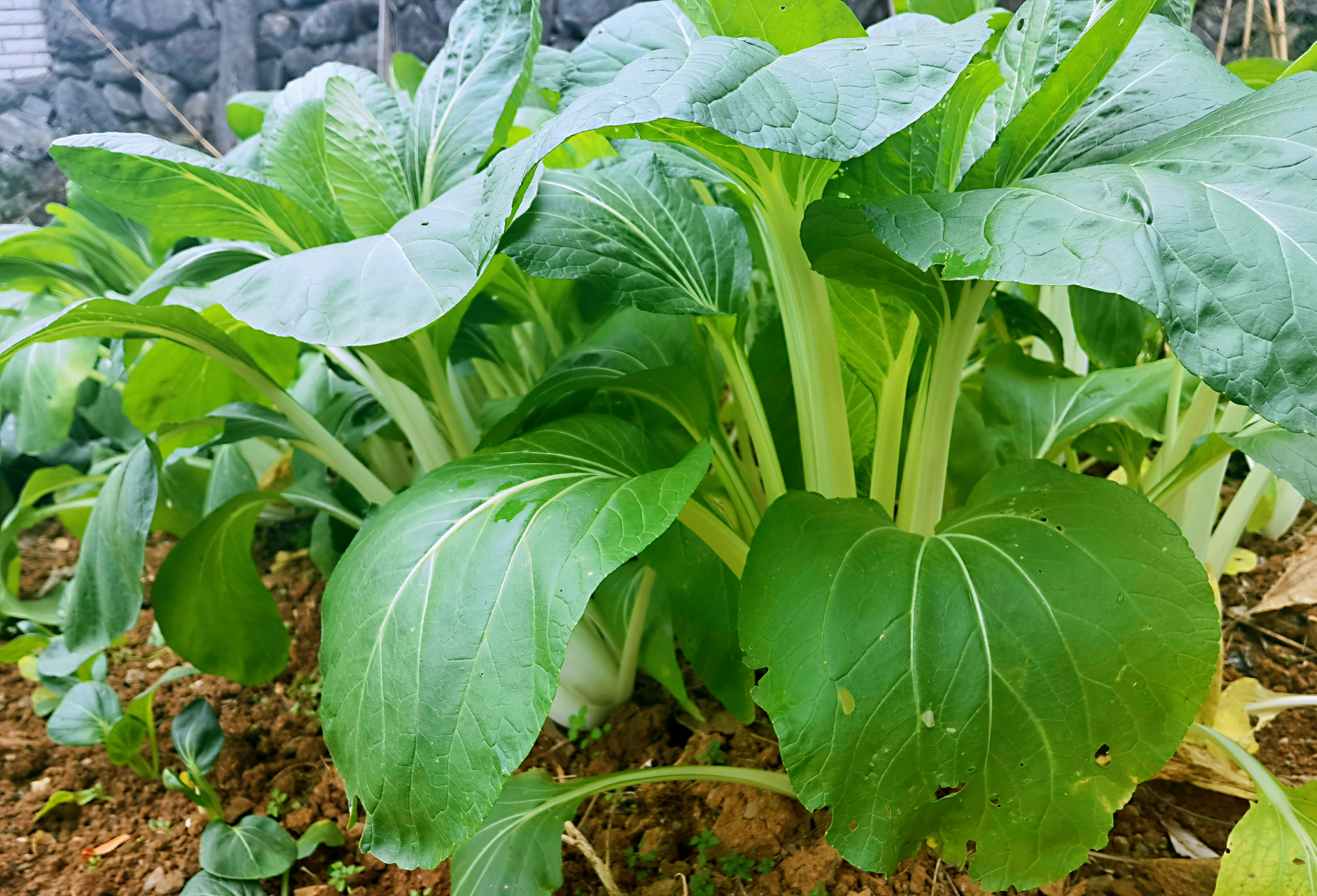 园子里的长梗白菜也已经到了可以收割的时候,这些菜都是为今年过冬而