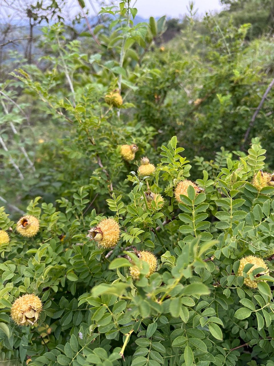 爬山路上看到这个像灯笼长满刺的果子能吃吗?