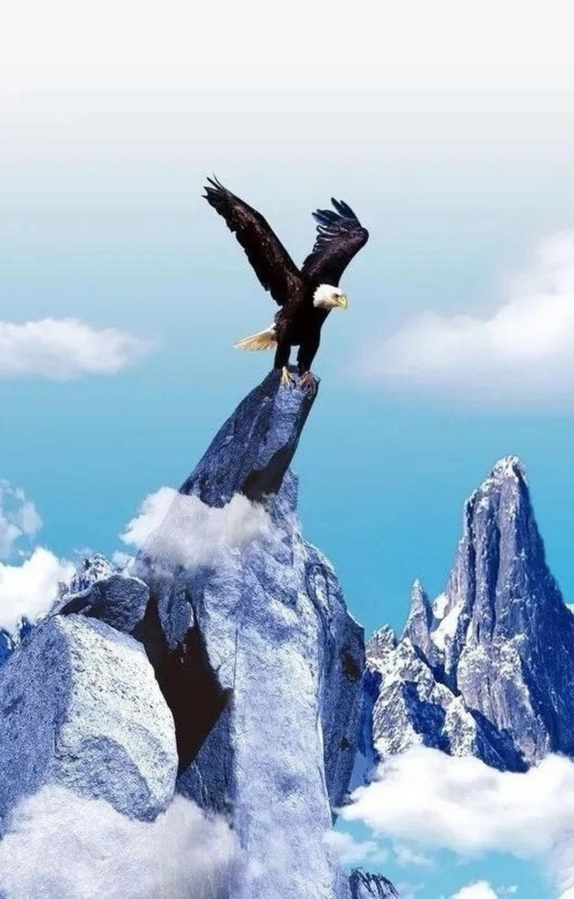 雄鹰振翅凌空飞07天高地阔任我翔0202