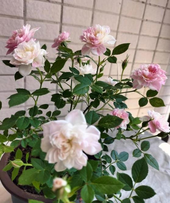 幸福之门月季小苗开的花露鼻毛了,这个品种长大后会这样吗？