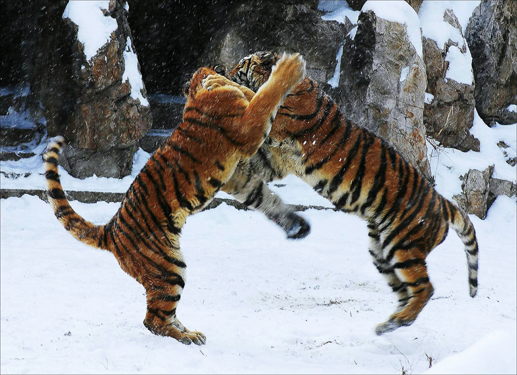 大雪纷飞,两只吊睛大老虎,在雪地里嬉戏,仿佛在跳爱的抱抱舞.