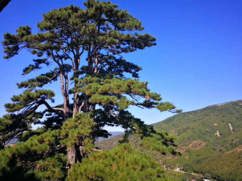 黄柏山风景区介绍