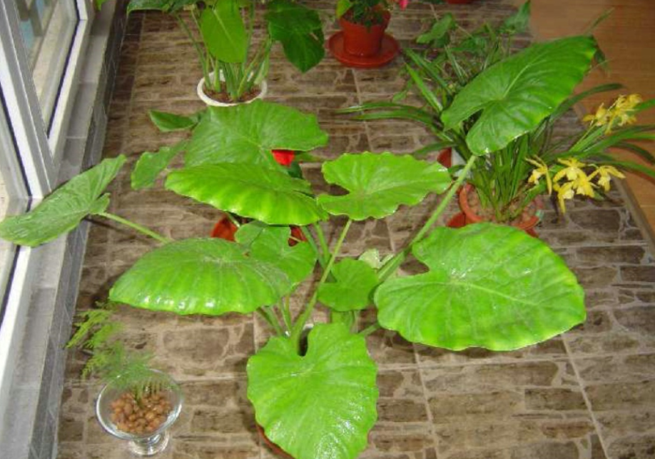 北方室内好养的大型绿植