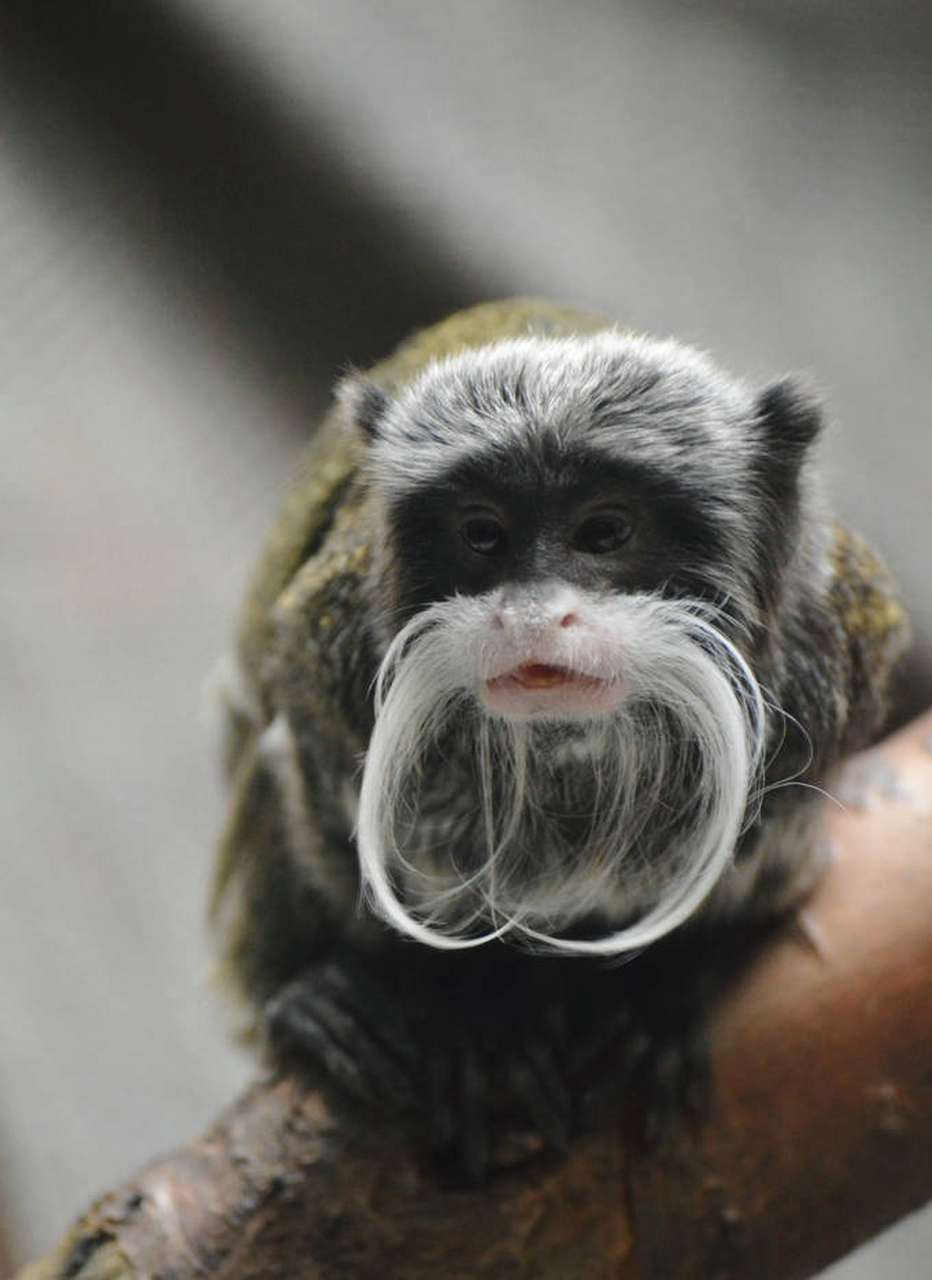 长相奇特的皇柽柳猴,是一种狨猴,长着两绺长长的白色胡须,习惯安静的