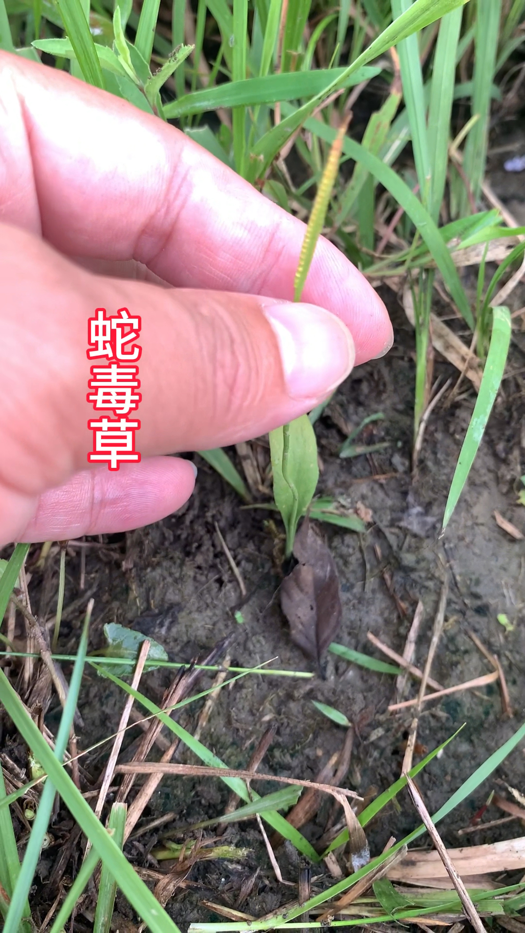一棵非常难遇的植物,名叫一支箭,也叫蛇毒草