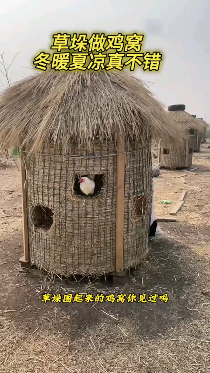 草垛做鸡窝,冬暖夏凉真不错