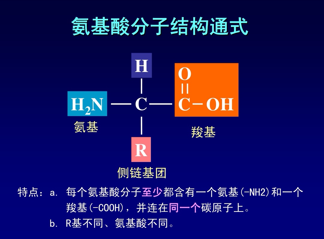 氨基酸肽链图片