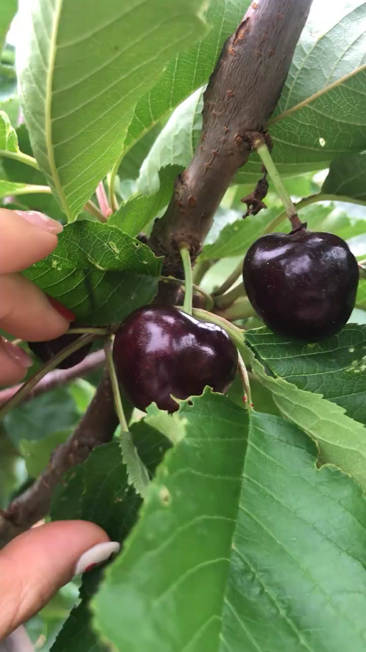 黑珍珠樱桃苗价格 黑珍珠樱桃苗结果表现 果皮油亮光泽 果肉紫红色 矮