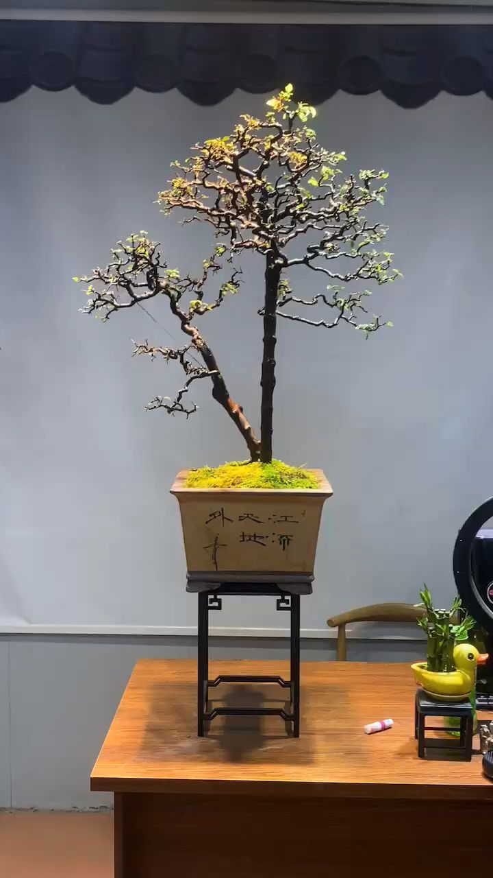 双杆年功雀梅,七贤之一