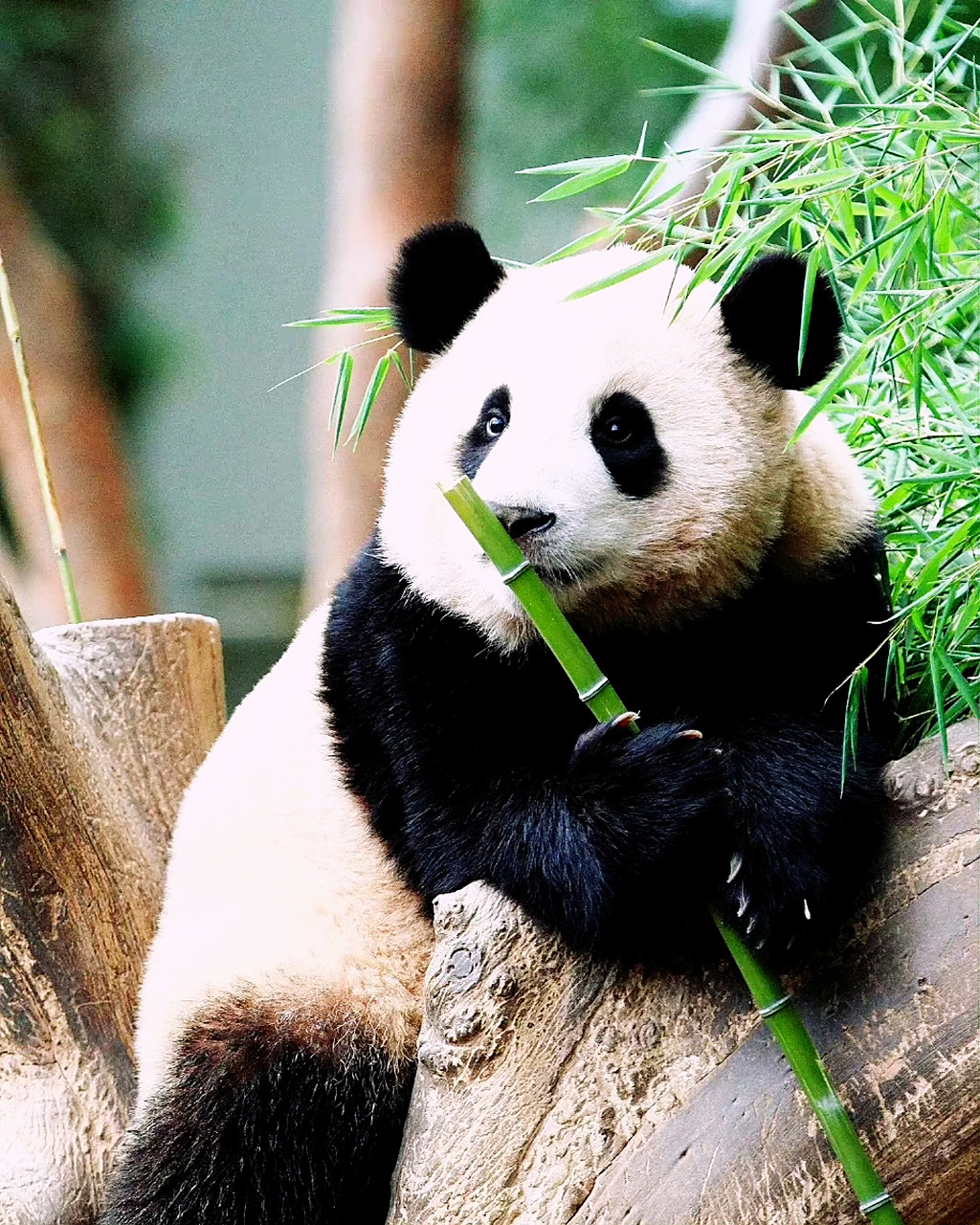 这个名字听上去也不错啊! "猫熊"变成后世的"熊猫"据传源自一桩有