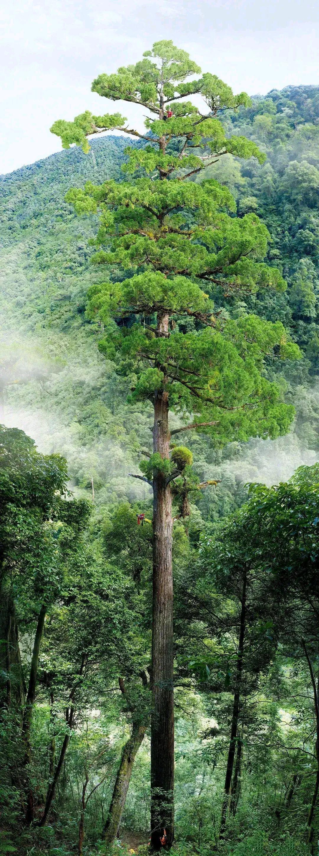 西藏发现最高的树,中国768米新树王,世界上最高的树多少米?