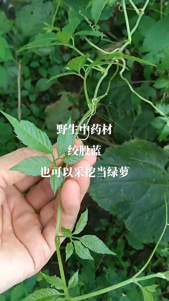 野生中药材绞股蓝可以做成茶叶有养生保健功效作用还可以采挖种在家里