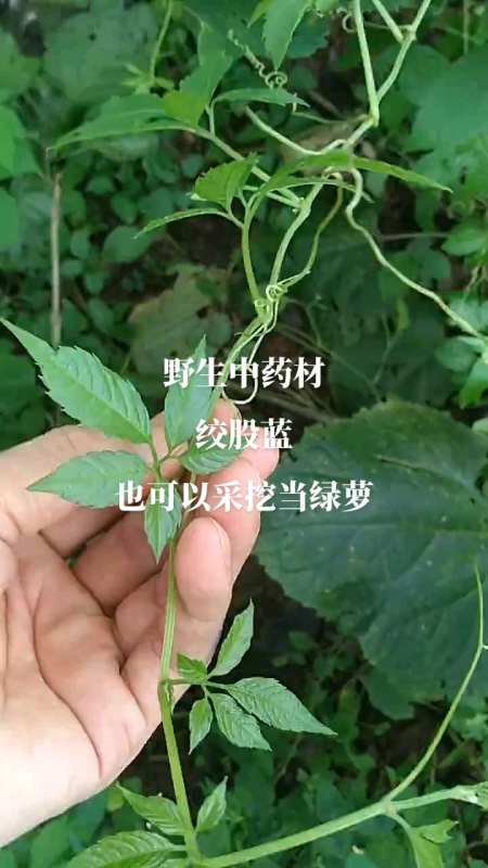 相爱草药图片图片