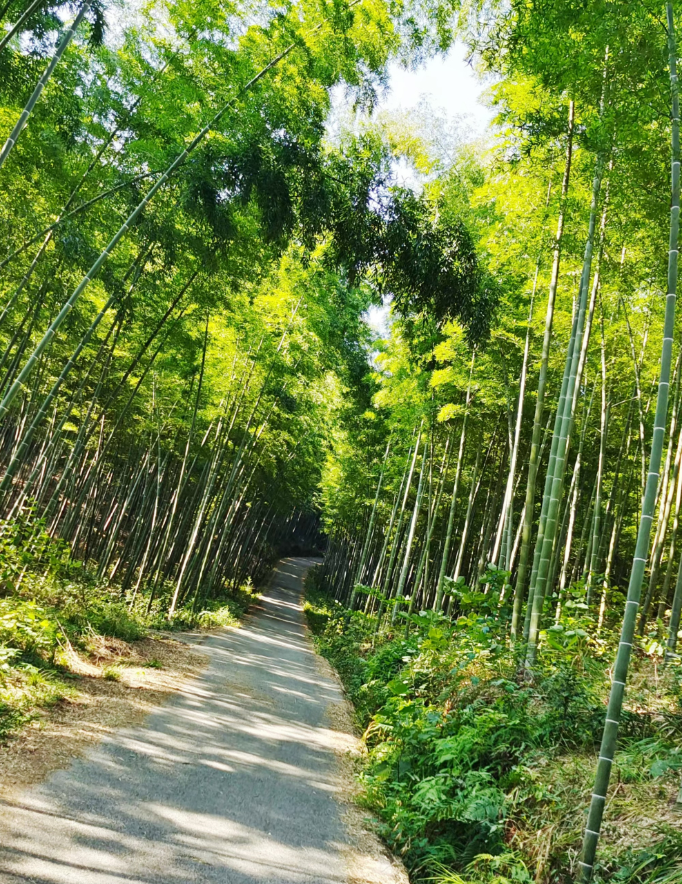 长沙乌山森林公园攻略图片