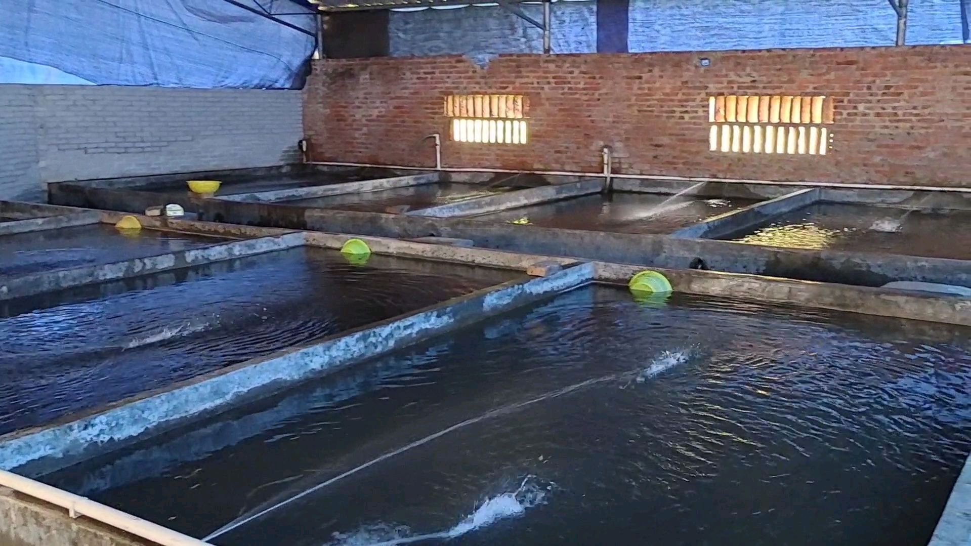 房子里育鱼苗养殖基地,这么小的池育500000鱼苗,这技术高