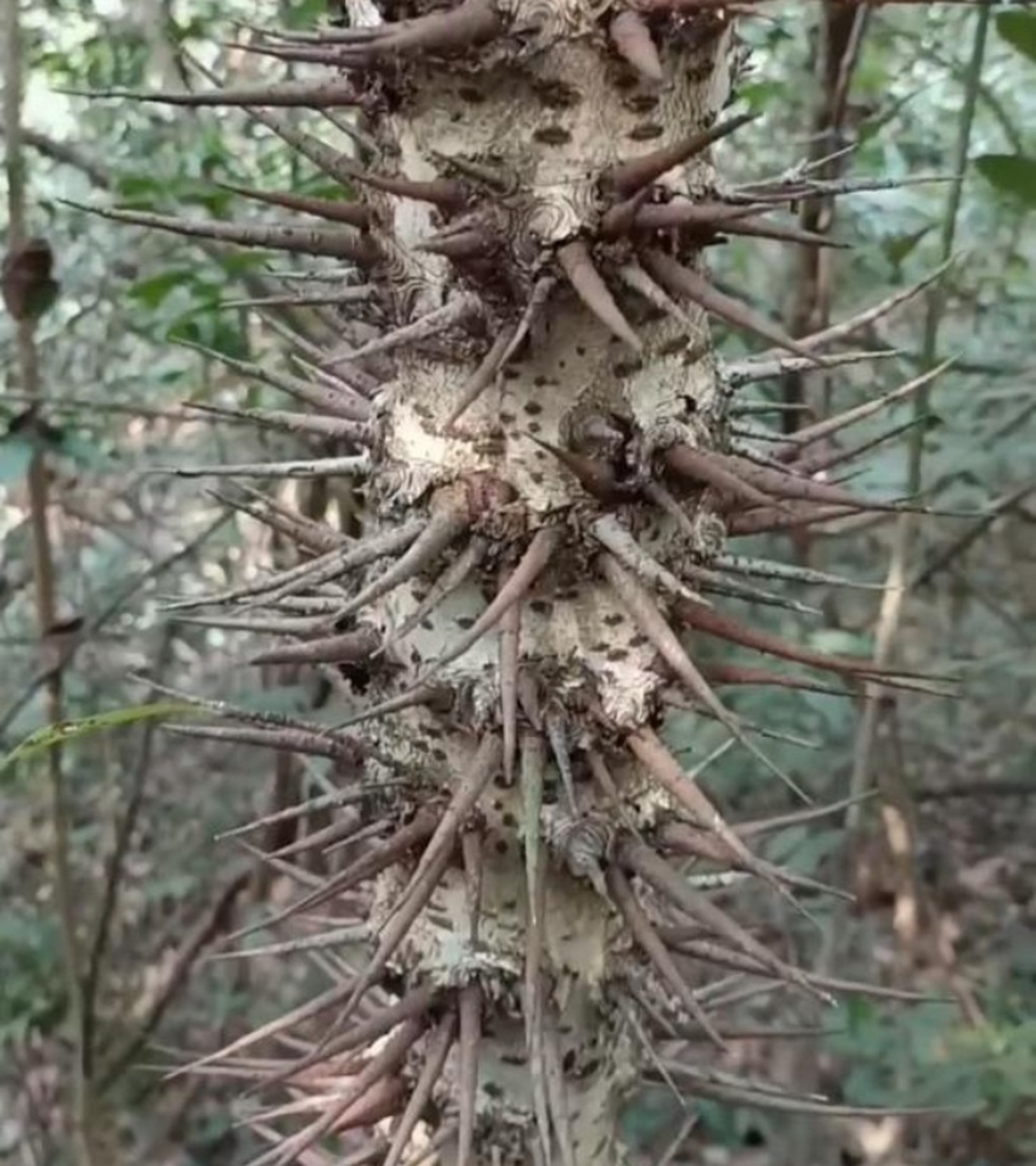 一棵长满刺的树,它是怕有人靠近它吗?
